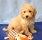 Super leuke Maltipoo pups!, Dieren en Toebehoren, Maltezer, 15 weken tot 1 jaar, Reu, Buitenland
