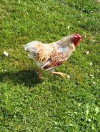 Coq wyandotte naine doré liseré blanc et bleu, Dieren en Toebehoren, Pluimvee