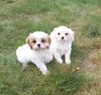 Cavalier king charles mix pups teefjes, België, Fokker | Hobbymatig, CDV (hondenziekte), 8 tot 15 weken