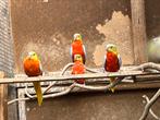 Turquoisine parkiet, Dieren en Toebehoren, Vogels | Parkieten en Papegaaien, Meerdere dieren, Parkiet, Geringd