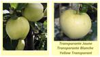 APPELAARS oa "TRANSPARANTE JAUNE", "GOLDEN DELICIOUS", ..., Tuin en Terras, Lente, In pot, Ophalen of Verzenden, Appelboom