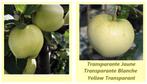 APPELAARS oa "TRANSPARANTE JAUNE", "GOLDEN DELICIOUS", ..., Tuin en Terras, Planten | Fruitbomen, Lente, In pot, Ophalen of Verzenden