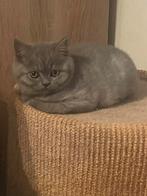 Britse korthaar kitten kattin, Dieren en Toebehoren, Poes, Gechipt, 0 tot 2 jaar