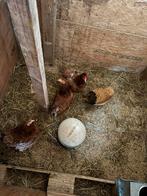 Sierkippen, Dieren en Toebehoren, Pluimvee, Vrouwelijk, Kip