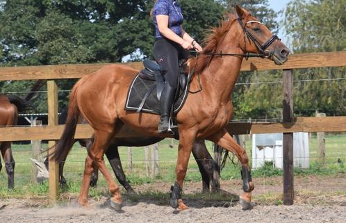 Super super brave, lieve rijpaardruin, Dieren en Toebehoren, Paarden, Ruin, B, 160 tot 165 cm, 11 jaar of ouder, Recreatiepaard