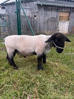 Suffolk ram te koop, Dieren en Toebehoren