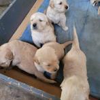 golden retriever pups hobby nestje, Dieren en Toebehoren, Golden retriever, België, Fokker | Hobbymatig, 8 tot 15 weken