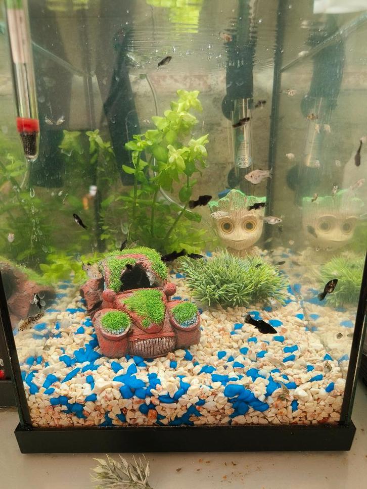 Ballon molly's, Dieren en Toebehoren, Vissen | Aquariumvissen, Zoetwatervis, Vis, Schoolvis