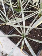 yucca rostrata, Tuin en Terras, Planten | Tuinplanten, Ophalen