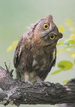 DWERGOORUIL, Collections, Cartes postales | Animaux, Envoi, Non affranchie, Oiseaux
