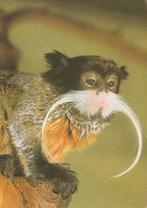 ZWARTKEIZER TAMARIN, Verzamelen, Postkaarten | Dieren, Verzenden, Ongelopen, Wild dier