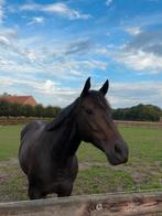 Knappe merrie van 2017 te koop, Dieren en Toebehoren, Paarden, Merrie, Minder dan 160 cm, Met stamboom, 7 tot 10 jaar