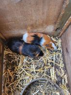 Jonge cavia's, Dieren en Toebehoren, Juli, Meerdere dieren, Cavia