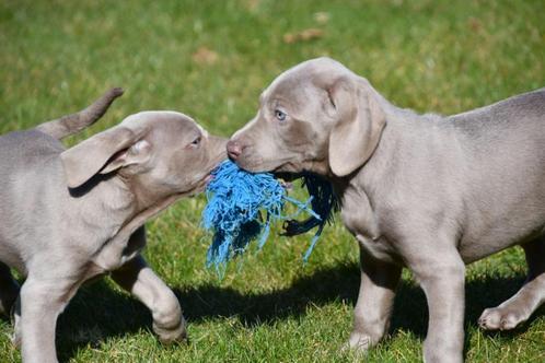 Weimaraner pups te koop - Vader en moeder aanwezig, Dieren en Toebehoren, Honden | Setters en Staande honden, Meerdere dieren
