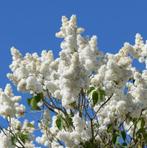 LILAS « MADAME CASIMIR PERIER » : ÉPAISSES GRAPPES DE FLEURS, Printemps, Autres espèces, Enlèvement ou Envoi, Plante fixe