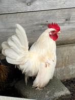 Witte Chabo haan., Dieren en Toebehoren, Pluimvee, Mannelijk, Kip