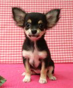 Super mooie Chihuahua pups!, 15 weken tot 1 jaar, Buitenland, Meerdere, Chihuahua