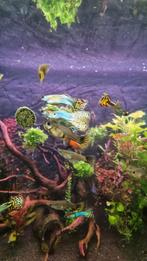 Mooie rasguppy's in zeer goede gezondheid! zie beschrijving., Dieren en Toebehoren