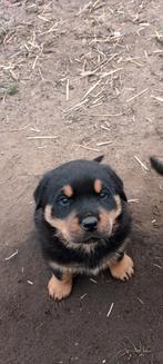 Pups  rottweiler, Dieren en Toebehoren, Honden | Herdershonden en Veedrijvers, België, Particulier, 8 tot 15 weken, Meerdere