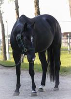 Cutting gefokte merrie, Dieren en Toebehoren, Paarden, Merrie