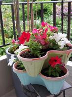 Fleur pour balcon  pour jardin, Ophalen