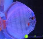 ++SUPER PIWOWARSKI DISCUS++ Discusvissen topkwaliteit discus, Animaux & Accessoires, Poissons | Poissons d'aquarium, Poisson, Poisson d'eau douce