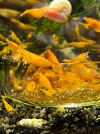 Neocaridina Davidi sp. Orange, Kreeft, Krab of Garnaal, Zoetwatervis, Schoolvis