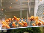 Escargots Planorbe, Dieren en Toebehoren, Vissen | Aquariumvissen