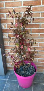 Sterjasmijn, Tuin en Terras, Planten | Bomen, Ophalen