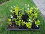 euonymus gold, Volle zon, Ophalen, Overige soorten, Bloeit niet
