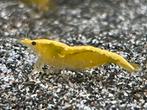 Crevettes/garnalen neocaridina yellow neon., Animaux & Accessoires, Poissons | Aquariums & Accessoires, Enlèvement