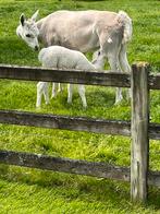 Alpaca merry met veulen