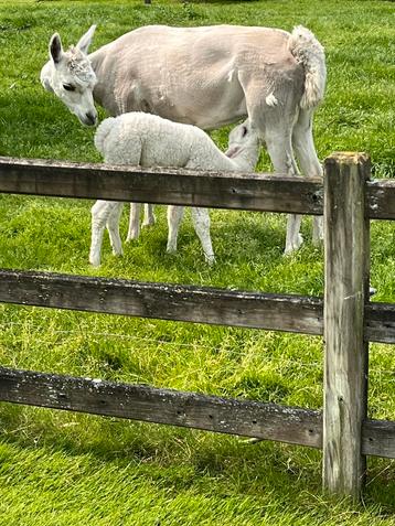 Alpaca merry met veulen beschikbaar voor biedingen