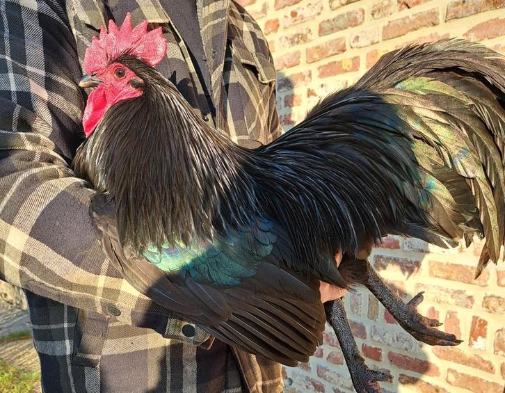Australorp, Dieren en Toebehoren, Pluimvee