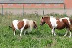 weide gezocht, Dieren en Toebehoren, Weidegang, 1 paard of pony