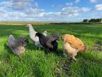 Brahma kippen verschillende kleuren hennen gesekst + ingeënt, Dieren en Toebehoren, Vrouwelijk, Kip