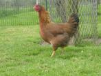 Te koop welsumer broedeieren groot ras, Dieren en Toebehoren, Pluimvee, Geslacht onbekend, Kip