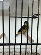 Vietnamese groenvink pop, Dieren en Toebehoren, Vrouwelijk, Geringd