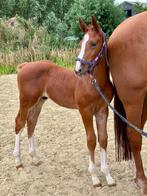 Chique hengstveulen uit merriestam 66, Dieren en Toebehoren, Springpaard, Gechipt, 0 tot 2 jaar, Hengst