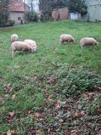 Schapen bokken, Dieren en Toebehoren, Mannelijk, Schaap, 0 tot 2 jaar