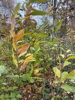 Tamme Kastanje, Enlèvement