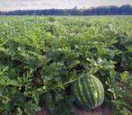 Bio watermeloenplanten, per plant voor 1 euro, Tuin en Terras, Planten | Tuinplanten, Ophalen
