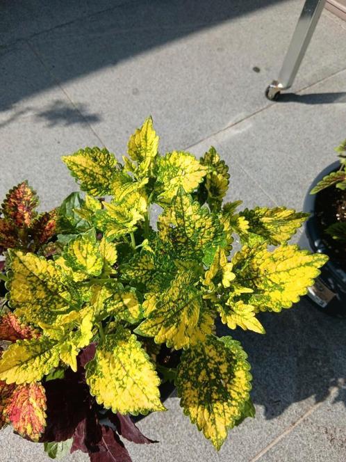Vele siernetels,geworteld en in pot.., Tuin en Terras, Planten | Tuinplanten, Ophalen
