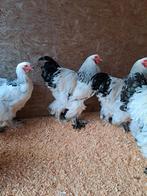 Brahma hanen, Mâle, Poule ou poulet