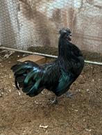 Raszuivere Ayam Cemani haan te koop/ruil (voor hen)7 mnd oud, Dieren en Toebehoren, Pluimvee, Mannelijk, Kip