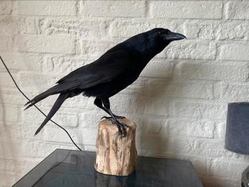 Nouvelle taxidermie XXL Crow Top Condition.  