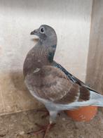 Jonge duiven te koop, Dieren en Toebehoren