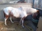 B-pony te koop, Dieren en Toebehoren, Pony's, Gechipt, B, Ruin, 7 tot 10 jaar