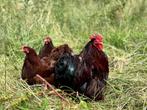 Cochin kriel kippen Rood, gesekst en ingeënt, Vrouwelijk, Kip