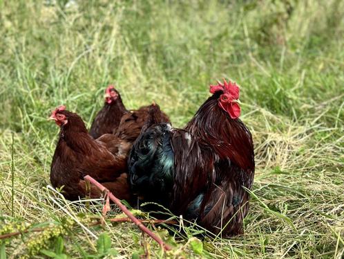 Cochin kriel kippen Rood, gesekst en ingeënt, Dieren en Toebehoren, Pluimvee, Kip, Vrouwelijk